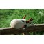 Cute Deer Pattern Decor Air Purge Auto Bamboo Charcoal Case Bag Car Accessories Plush Toy